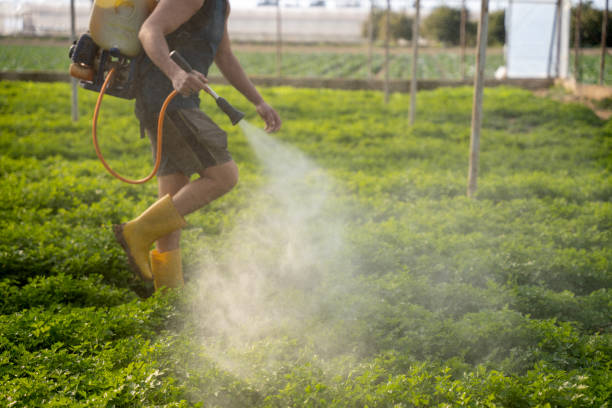 Wasp Removal Services in Battle Creek, MI