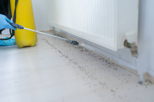 Best Flea Control Services  in Battle Creek, MI